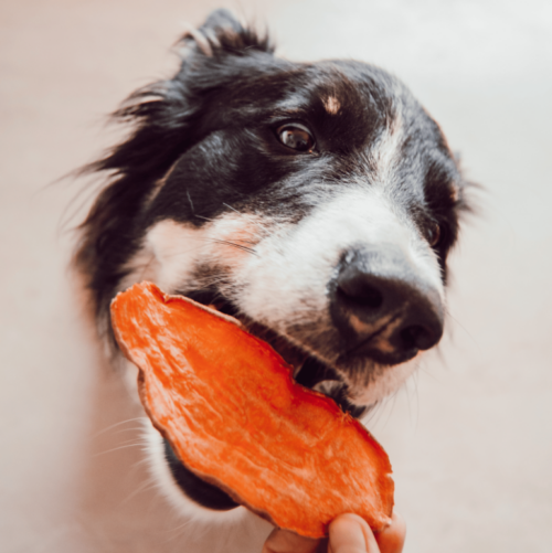 gedroogde zoete aardappel hondensnacks patates douces séchées friandises chien fin museau belgique belgie vegan plantaardige végétalien