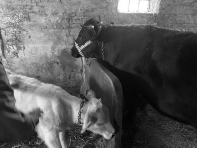 edith suzy the black cow shop rescued cow vache le reve d'aby refuge dierenopvan